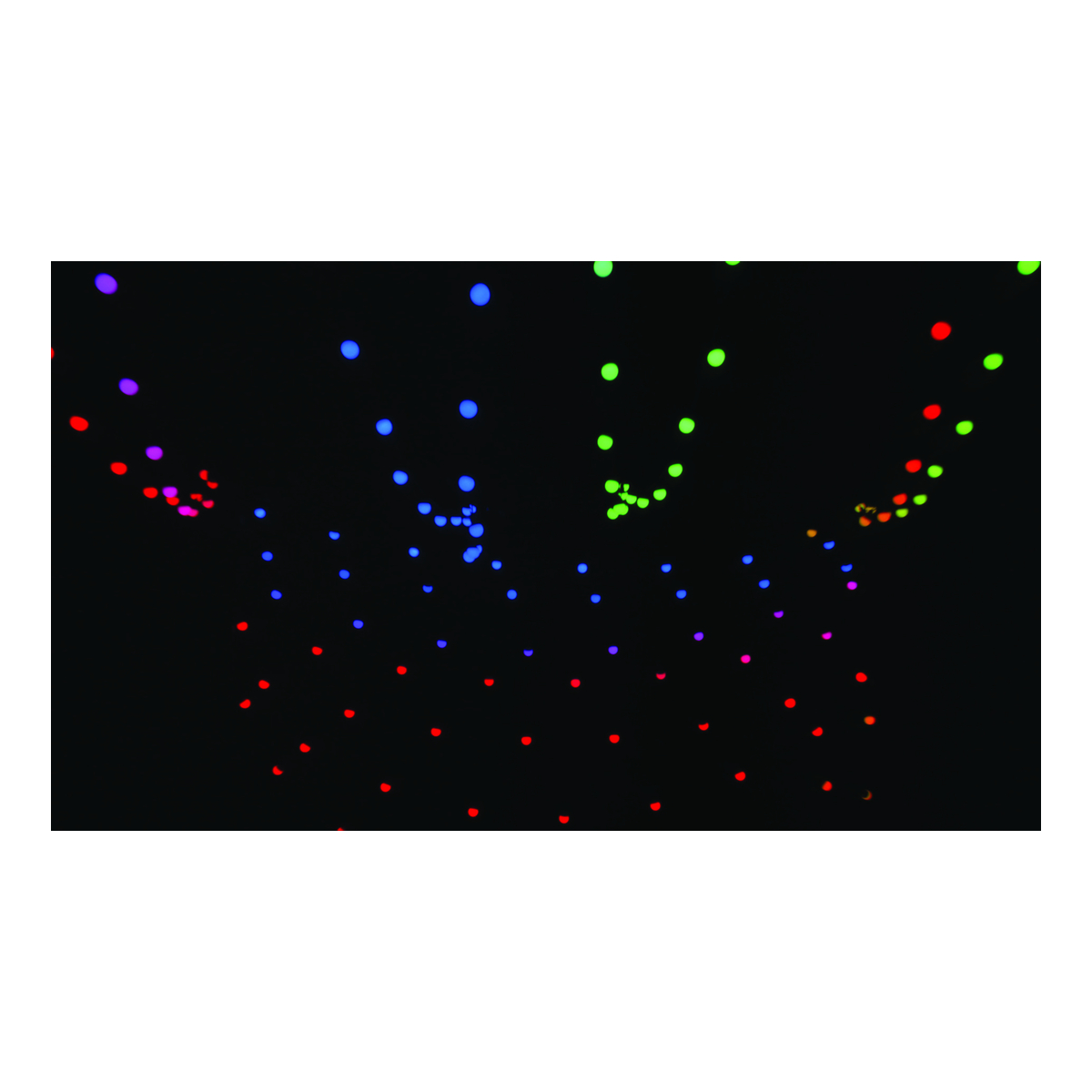 Showtec Festoon Q4 String IP65 – 15 m, 20 pixels, per-pixel aansturing (DMX/Art-Net) Showtec Festoon Q4 String IP65 – 15 m, 20 pixels, per-pixel aansturing (DMX/Art-Net)